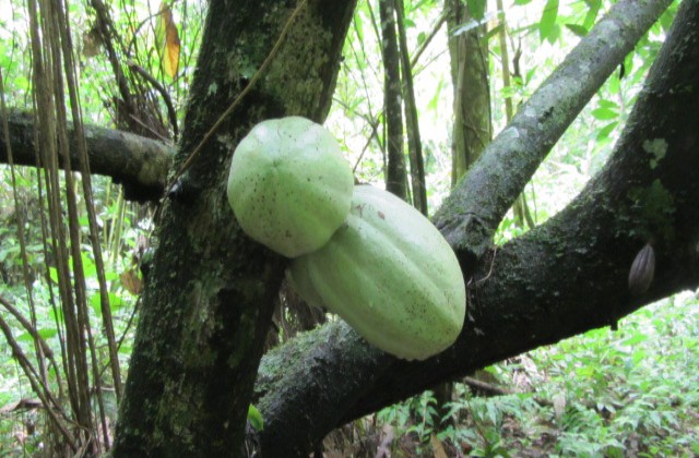 Parque Nacional Los Haitises Cocao